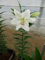 [5331 Bellaria VH No02.JPG]